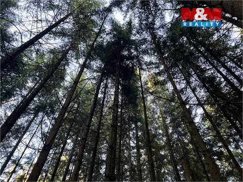 Prodej lesu, 38 344 m² - 14