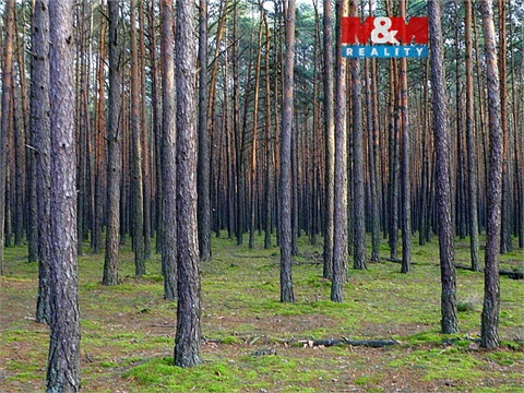 Prodej lesu, 6 740 m² - 0