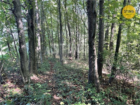 Prodej lesu, 9 789 m² 6