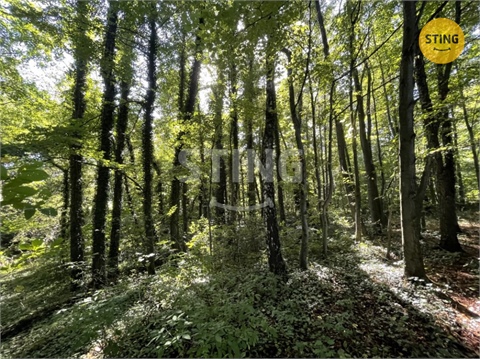 Prodej lesu, 9 789 m² - 0