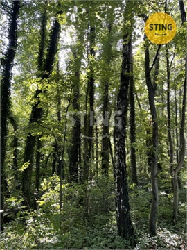 Prodej lesu, 9 789 m² - 4