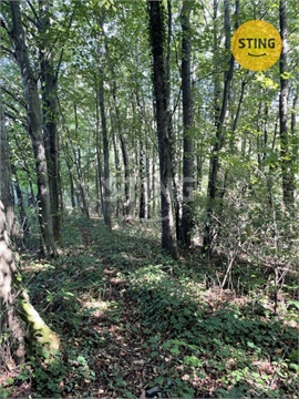 Prodej lesu, 9 789 m² - 6