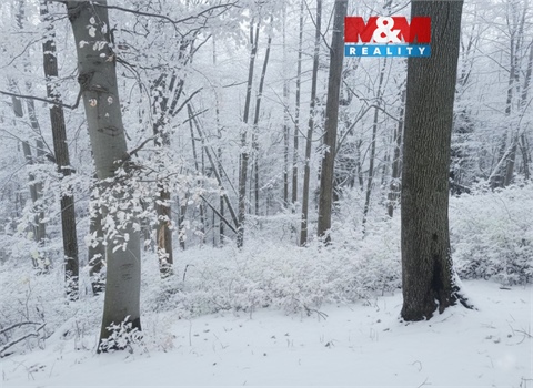 Prodej lesu, 562 m² - 0