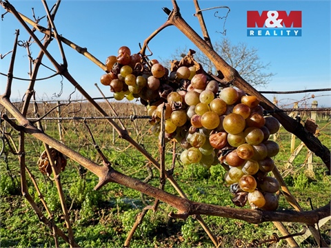 Prodej zemědělské půdy, 7 286 m² 6