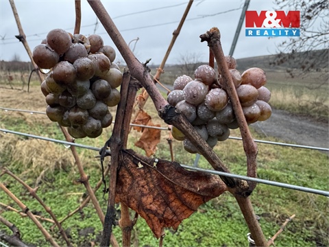 Prodej zemědělské půdy, 6 580 m² - 4