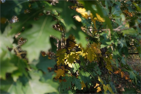 Prodej lesu, 3 922 m² - 2