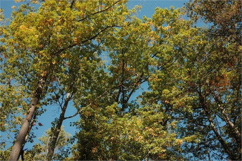 Prodej lesu, 3 922 m² 2