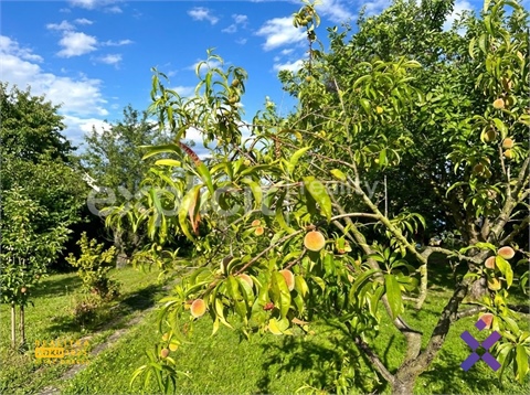 Prodej zahrady, 581 m² - 22