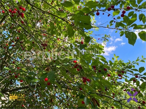 Prodej zahrady, 581 m² 24