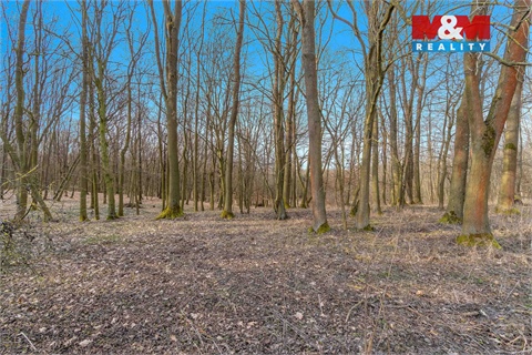 Prodej lesu, 6 169 m² - 2