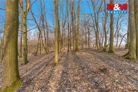 Prodej lesu, 6 169 m² - 0