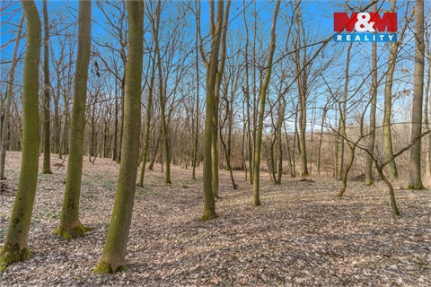 Prodej lesu, 6 169 m² 2