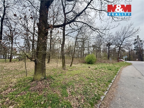 Prodej lesu, 3 807 m² 2