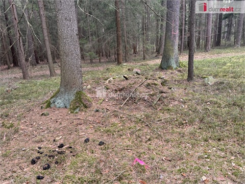 Prodej lesu, 11 340 m² - 2