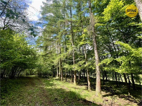 Prodej lesu, 16 440 m² - 0