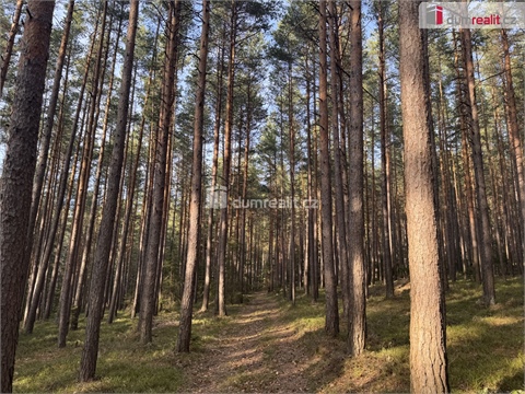 Prodej lesu, 2 877 m² 2