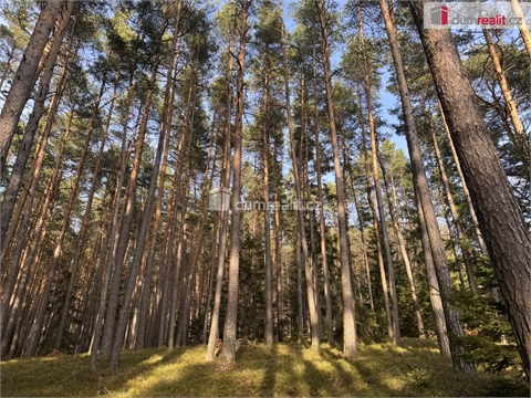 Prodej lesu, 2 877 m² - 0