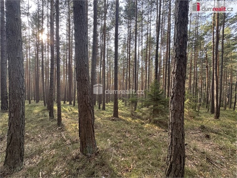 Prodej lesu, 4 316 m² - 0