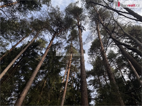 Prodej lesu, 4 316 m² 2
