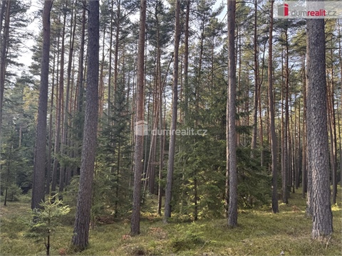 Prodej lesu, 4 147 m² - 0