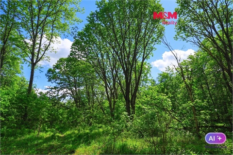 Prodej lesu, 2 037 m² - 0