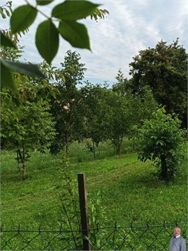 Prodej zahrady, 588 m² - 6