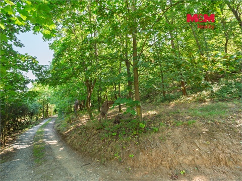 Prodej lesu, 5 606 m² - 0